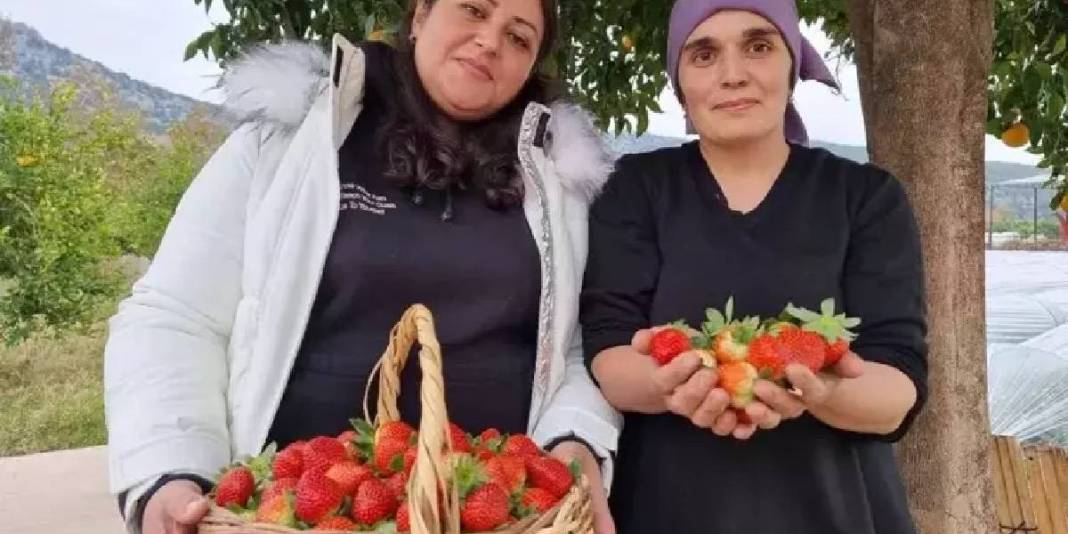 Eşini ikna etmesi hasattan daha zor olsa da başardı, işe koyuldu! Haftalık 300 kg üretiyor: Kilosu tarlada 80 TL ediyor 3
